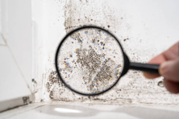 Best Forensic Mold Investigation  in New Windsor, MD